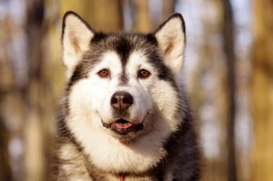 malamute de l’Alaska